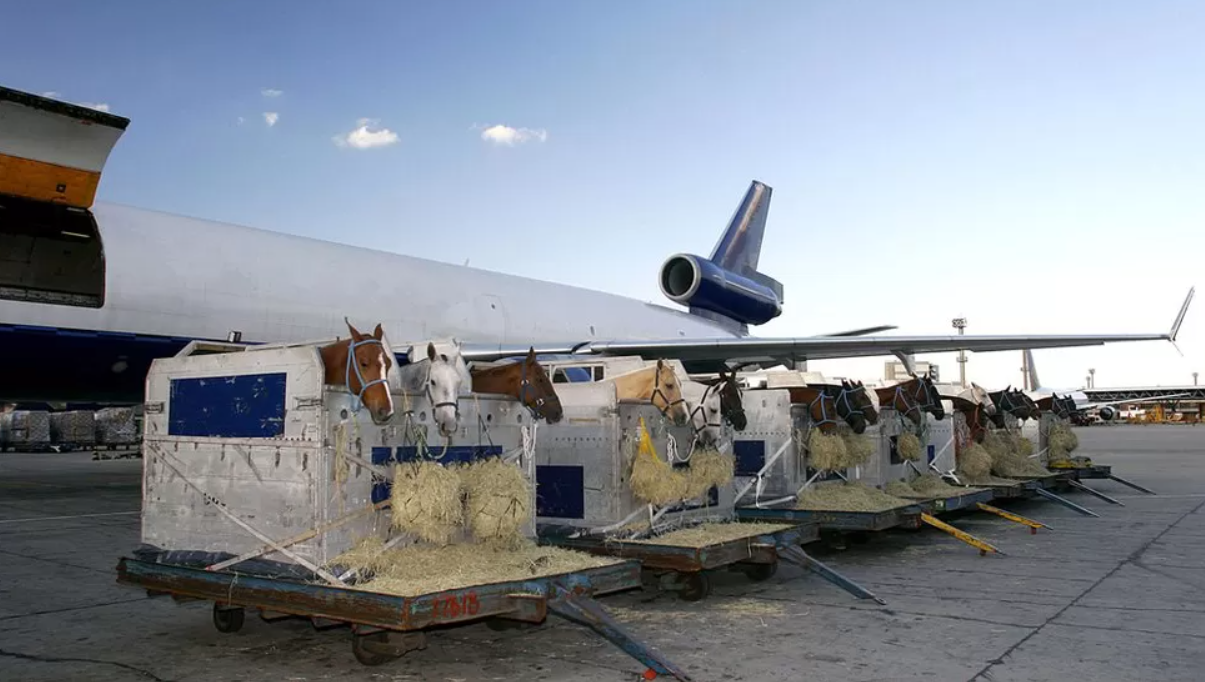 Mid-Air Horse Escape Causes Chaos On Boeing 747 Cargo Flight