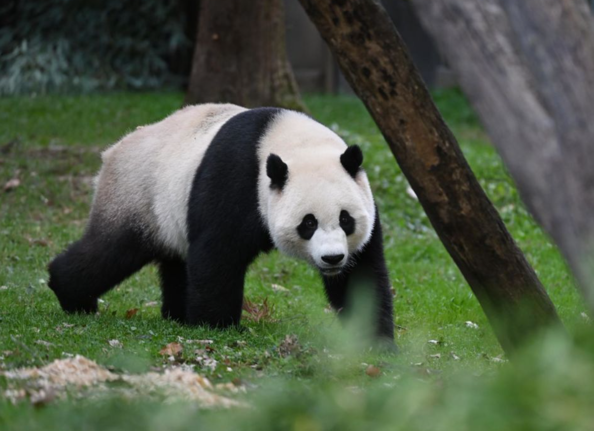 Xi Jinping Hints At Sending Pandas To The US As Messengers Of Friendship