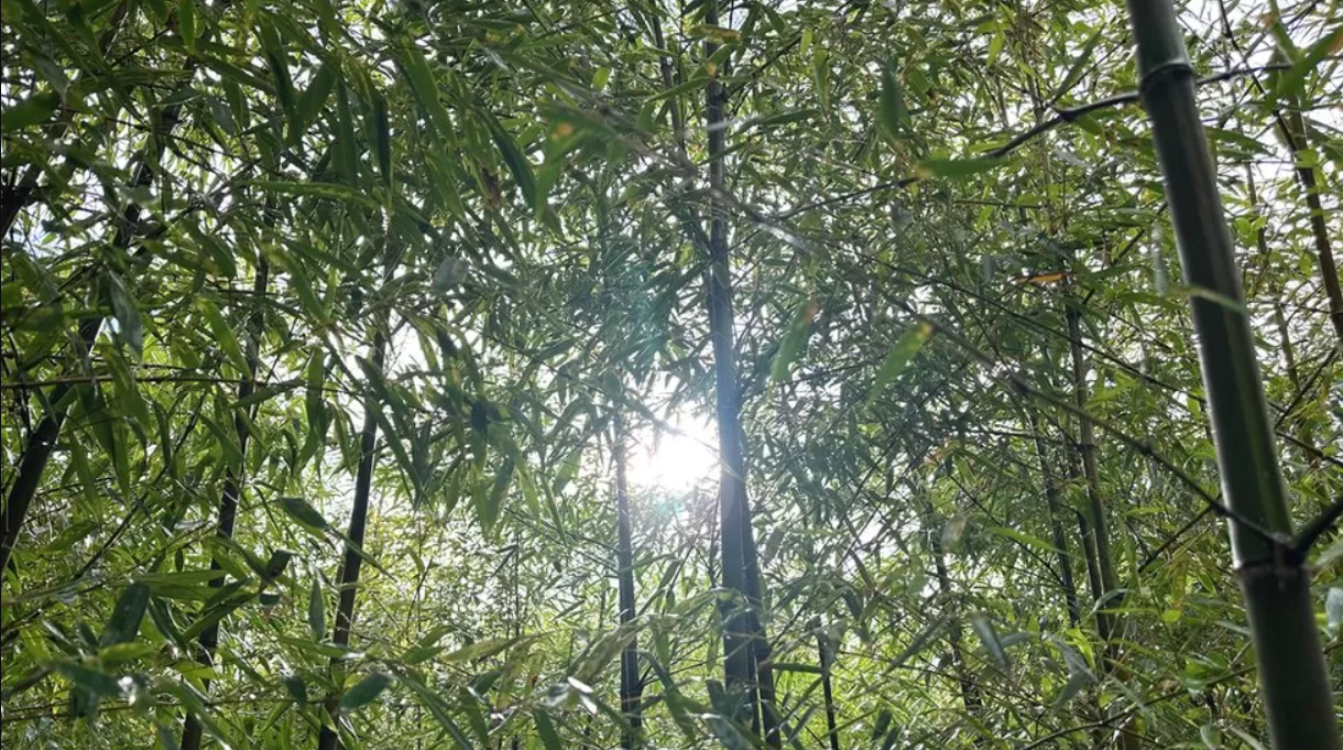 Bamboo Breakthrough: Green Construction Gains Momentum Globally