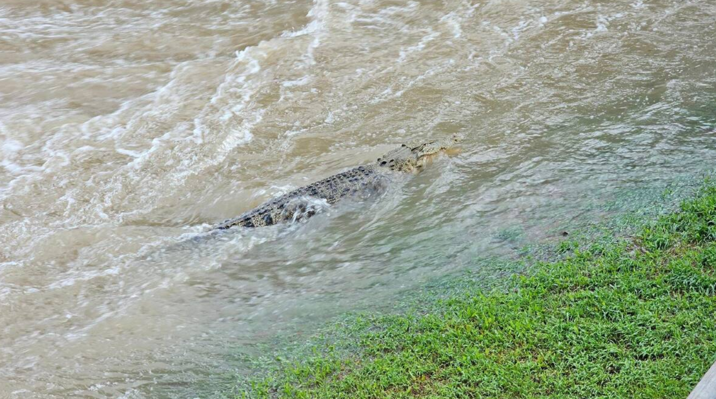 Queensland Floods: Cairns Airport Submerged, Crocodiles Seen After Rainfall