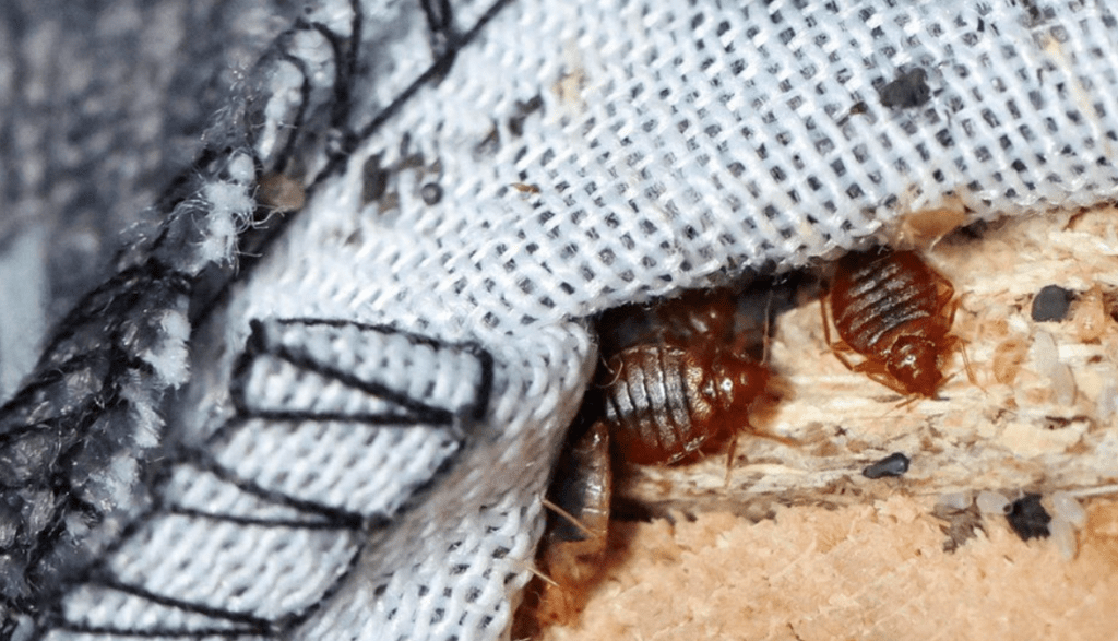 France; Two Arrested For Alleged Bedbug Scam