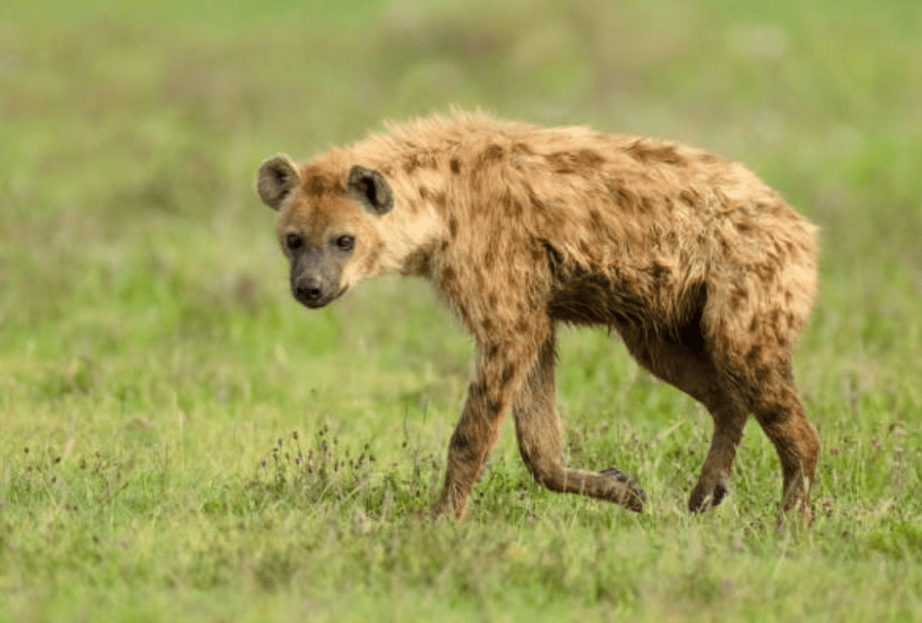 Kiambu Villagers Launch Vigilante Hunt For Hyenas After Fatal Attack