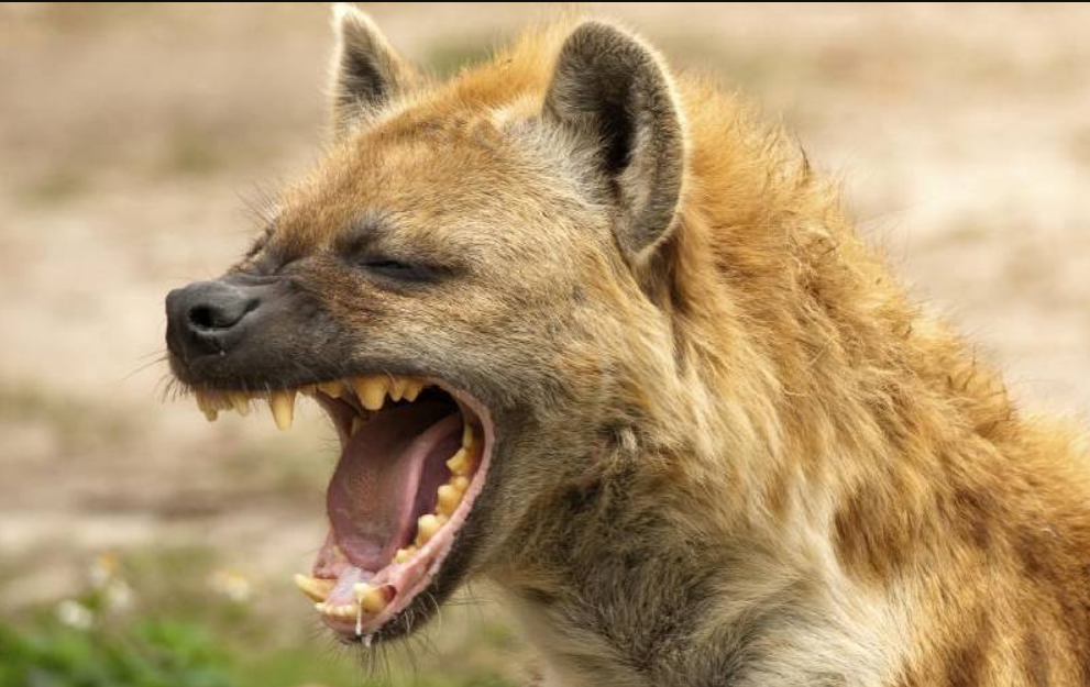 Juja Residents Demand KWS Action Against Killer Hyenas