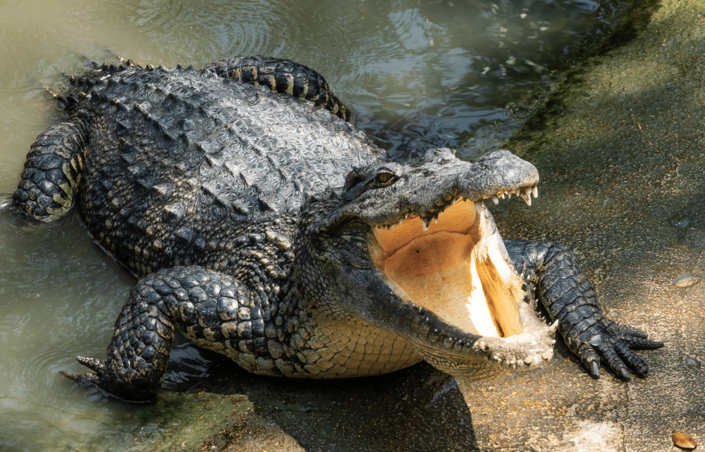 Man Admitted In Hospital After Crocodile Attack In Makueni