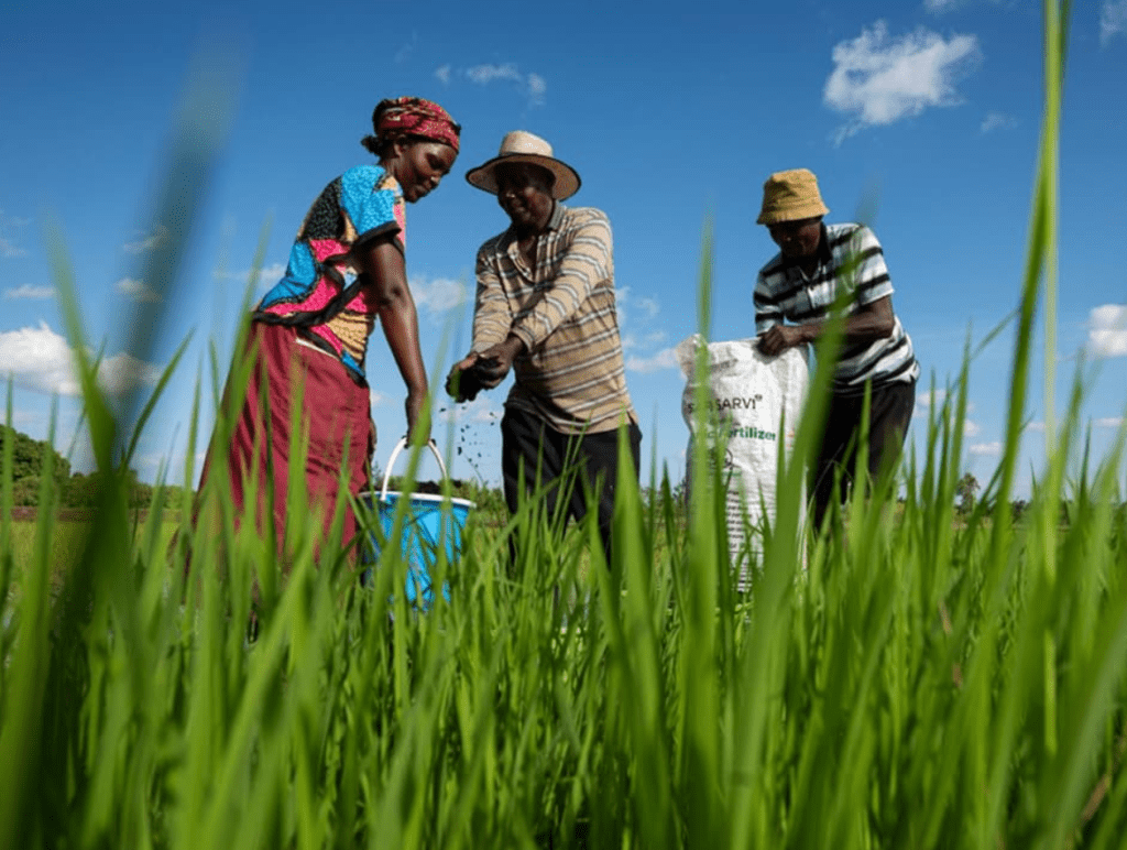 Algeria's Generous Fertilizer Donation Boosts Kenya's Agriculture