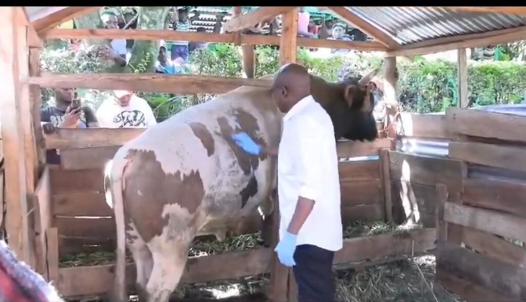 Tragedy As Khalwale’s Fighter Bull Kills Caretaker