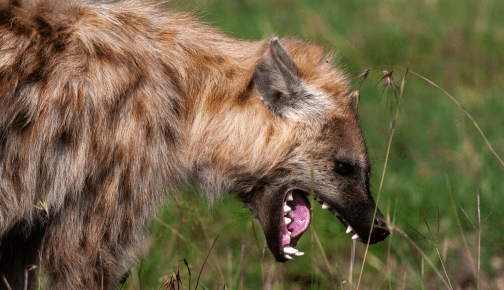 Hyenas Which Attacked Humans In Kenya Had Rabies