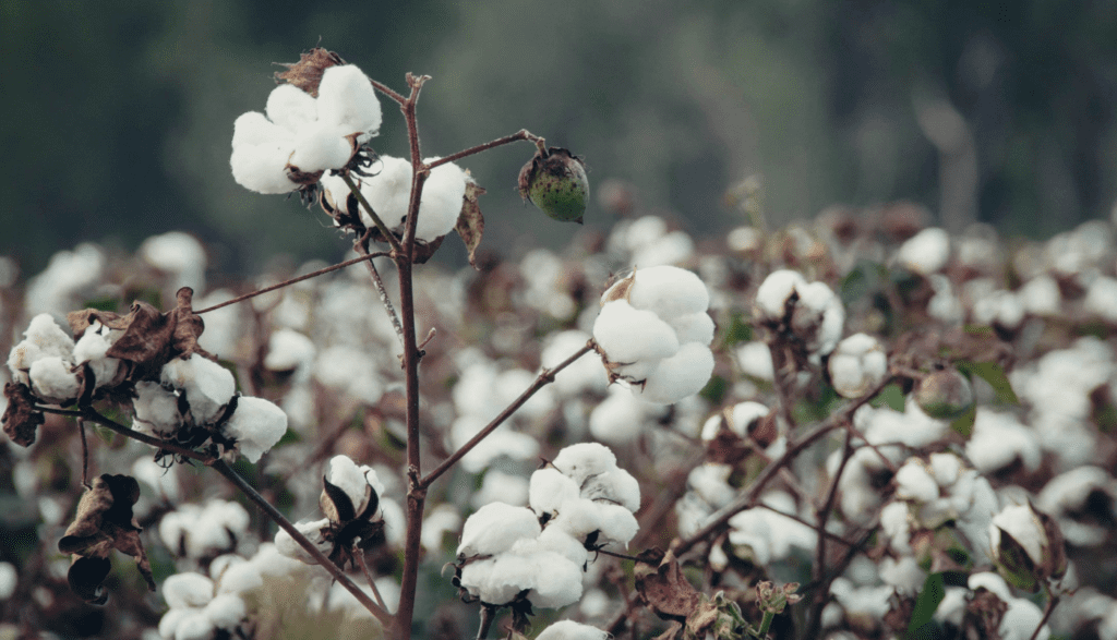 Government Forced To Import Cotton Seeds To Help Grow More Cotton