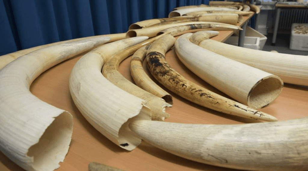 Police Detain 3 People, Recover 8 Pieces Of Elephant Tusks Valued At Sh2 Million From Them In Makueni