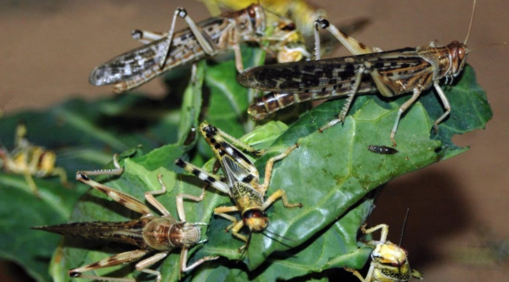 Farmers In Meru And Tharaka Nithi Battle Locust Invasion