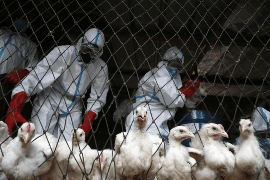 WHO Calls For Enhanced Bird Flu Surveillance