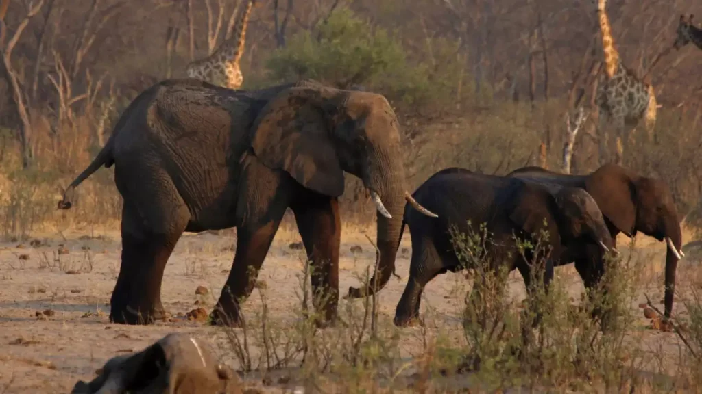 Namibia To Cull Elephants, Buffaloes, And Hippos To Aid Drought-Stricken Citizens