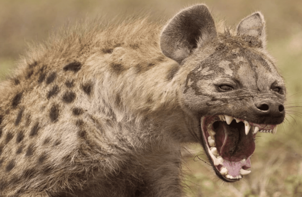 KWS Captures And Translocates 60 Hyenas From Juja After Deadly Conflict