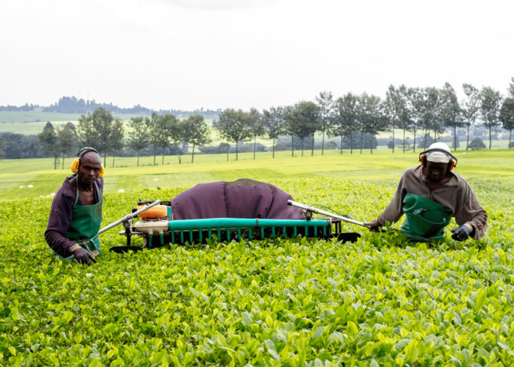 Tea Firms Raise Alarm Over Land Invasions In Large Scale Tea Estates In Kericho And Nandi