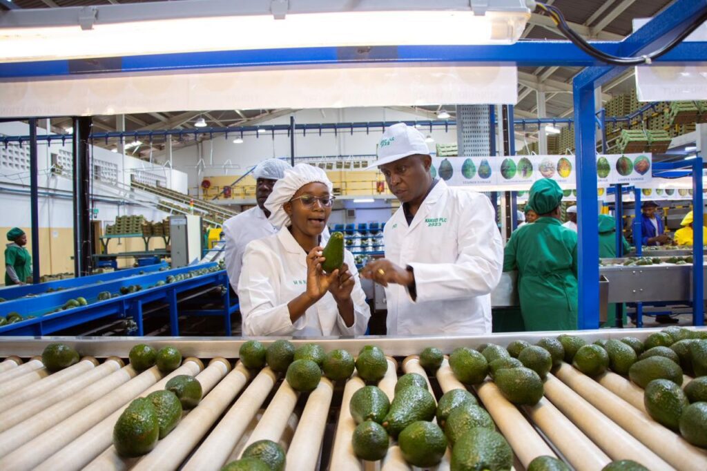 Kakuzi To Offer Free Fruit Maturity Testing Services For Smallholder Farmers As Hass Avocado Harvesting Season Opens