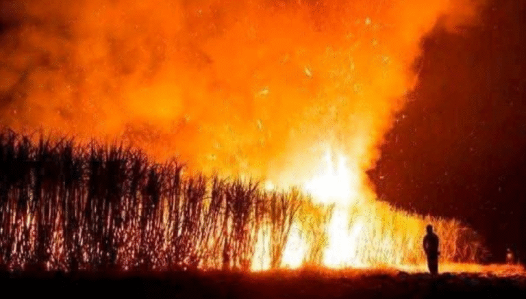 Fears As Sugarcane Plantation Is Set On Fire In Angata Barrikoi, Transmara After Killing Of 6 People