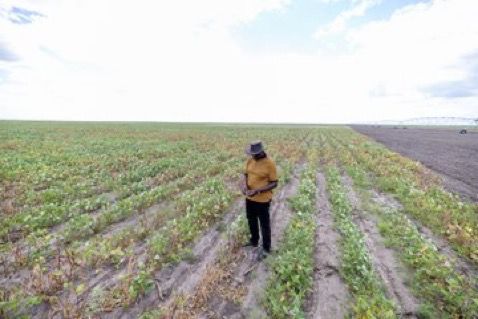 Galana Kulalu Food Security Project Takes Shape