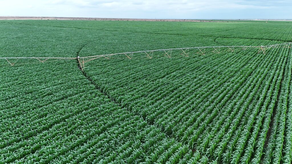 President William Ruto Highlights The Remarkable Transformation Of Galana-Kulalu Irrigation Scheme