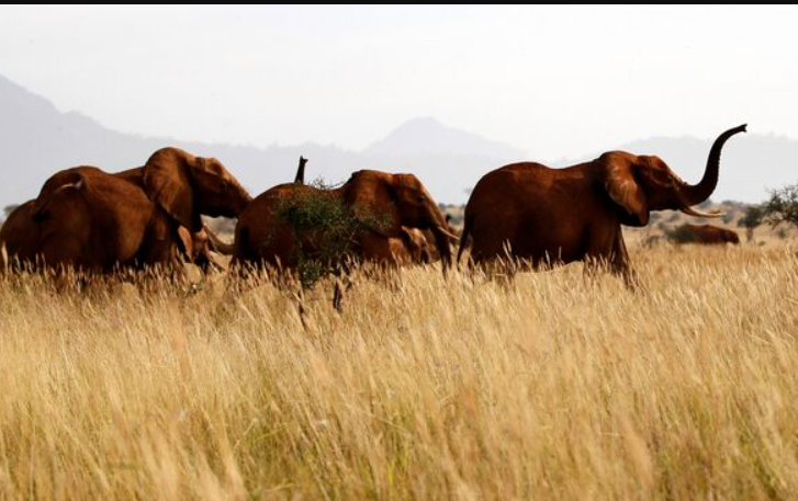 Tragedy As Elephants Attack And Kill A Herder In Kyuso, Kitui County
