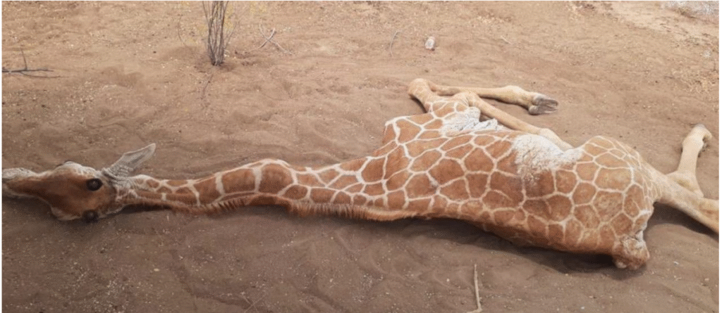 American Tourists Safe After Light Aircraft Collides With Giraffe At Lewa Conservancy