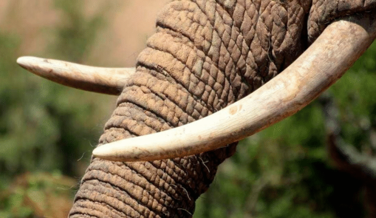Tanzanian Nabbed With 19 Pieces Of Elephant Tusks Valued At Sh10 Million In Kehancha, Migori County