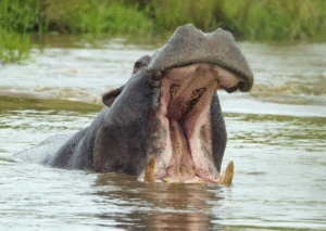 Tragedy As Hippopotamus Kills Man In Lake Nakuru