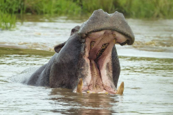 Tragedy As Hippopotamus Kills Man In Lake Nakuru