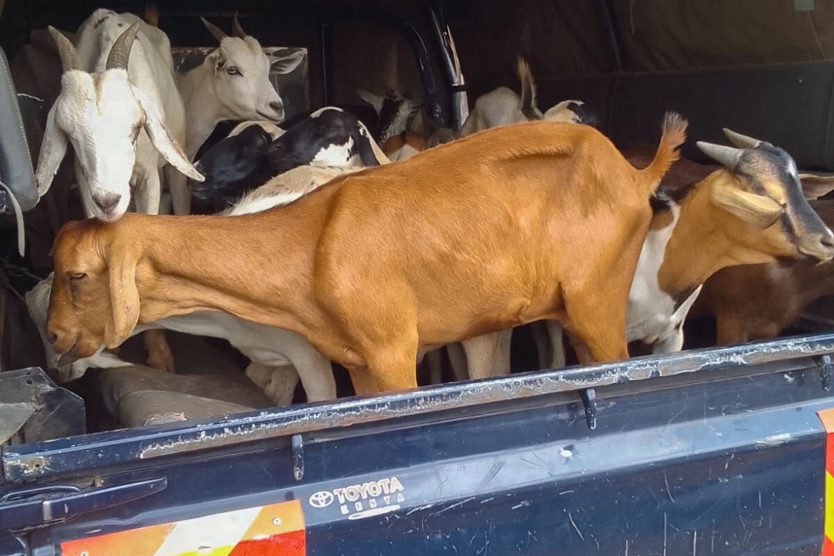 Isiolo police recover 21 stolen livestock