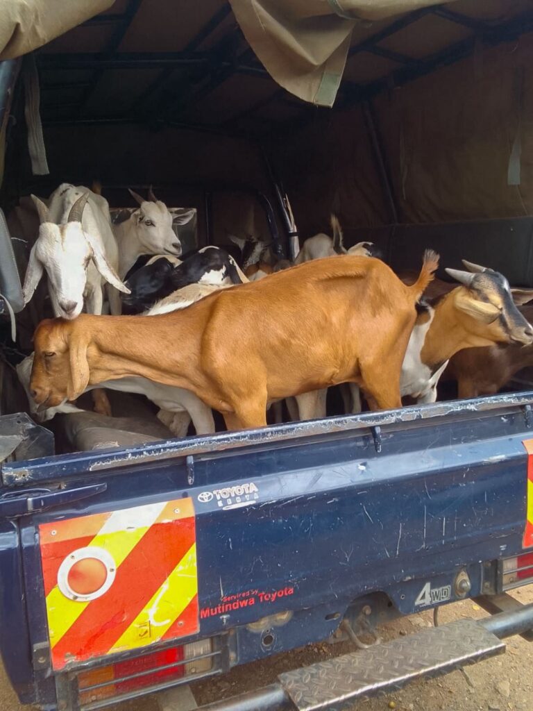 Isiolo police recover 21 stolen livestock