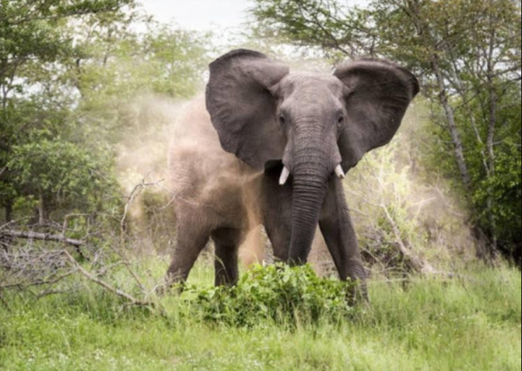 Tragedy As Elephant Kills Man, 52 In Vitengeni, Kilifi County
