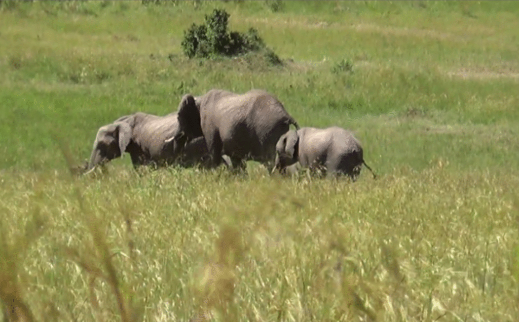 Farmers Count Losses As Herd Of Elephants Invades Farms Destroys Food In Isiolo