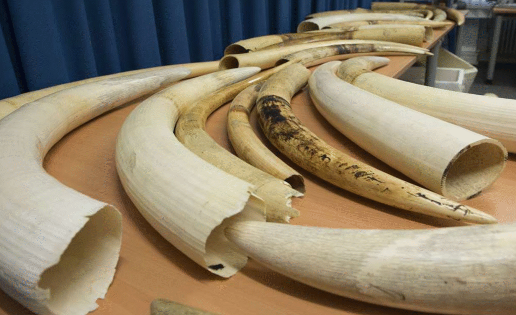 Two Arrested With Elephant Tusks Valued At Sh1.1 Million In Samburu