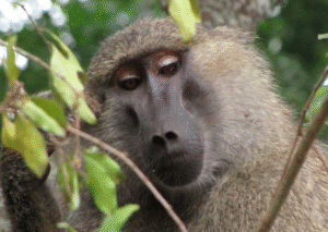 Tragedy As Baboon Kills Minor In Wajir Village