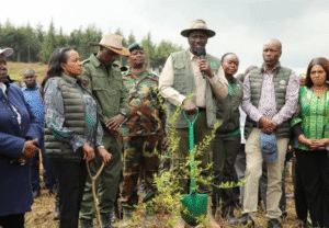 Ruto Lifts Logging Ban To Allow Harvesting Of Mature Trees