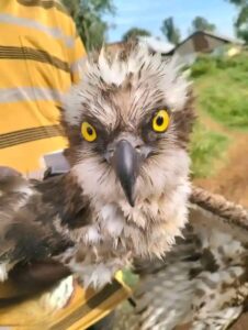 Russian Osprey Makes Rare Landing In Siaya, Kenya