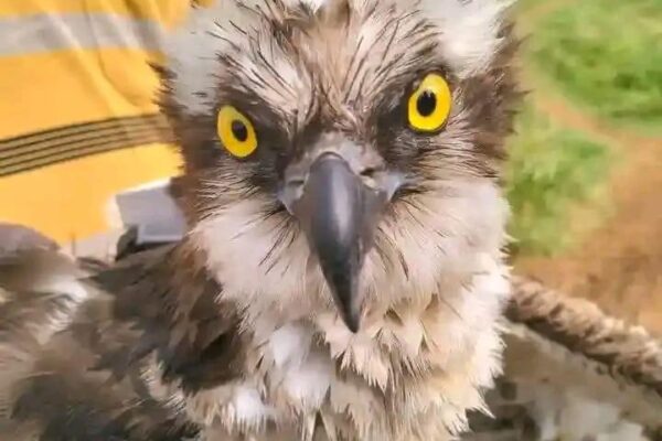 Russian Osprey Makes Rare Landing In Siaya, Kenya