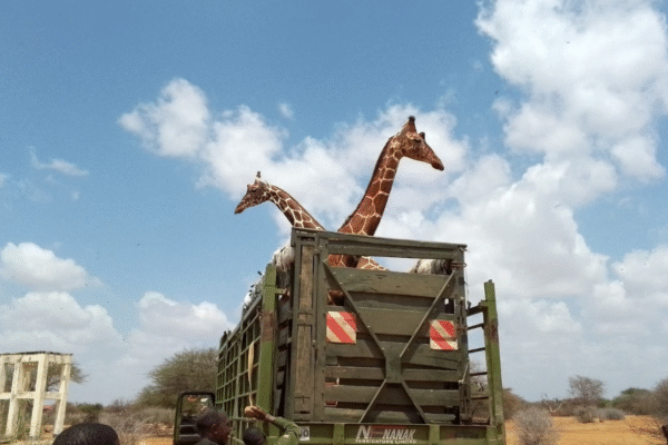 NECA Condemns ‘Illegal’ Relocation Of Somali Giraffes From Wajir To Nanyuki