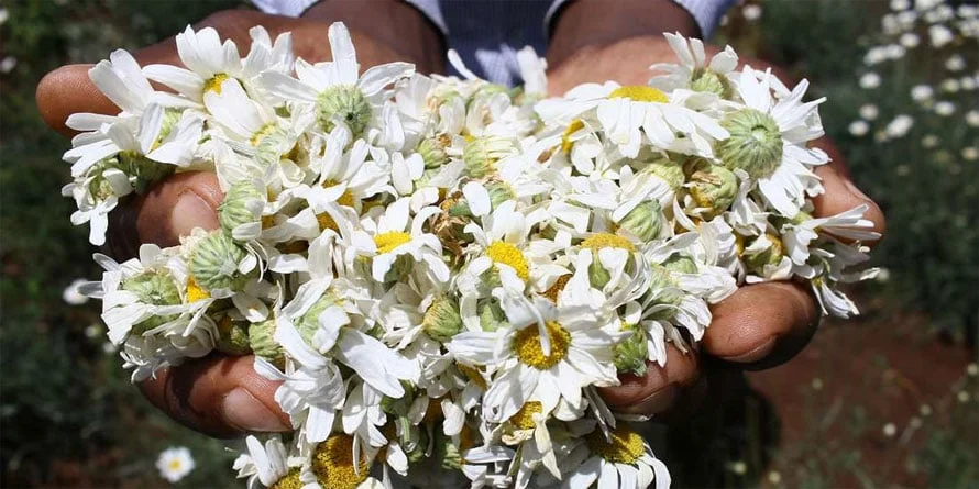 Pyrethrum