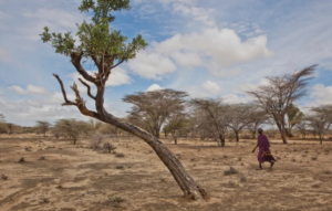 2.1 Million Kenyans In 32 Counties Face Severe Drought Risk, Govt Says