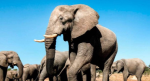 Elephant Kills Woman Near Her House In Magadi, Kajiado County