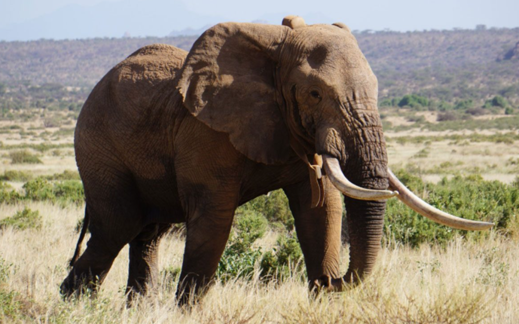 Tragedy As Elephant Kills Woman In Kibiko, Kajiado County