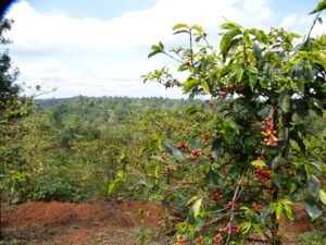 Murang’a Coffee Cooperative
