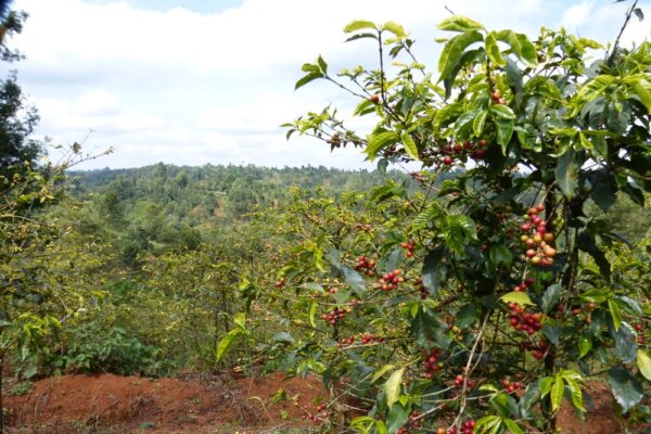 Murang’a Coffee Cooperative