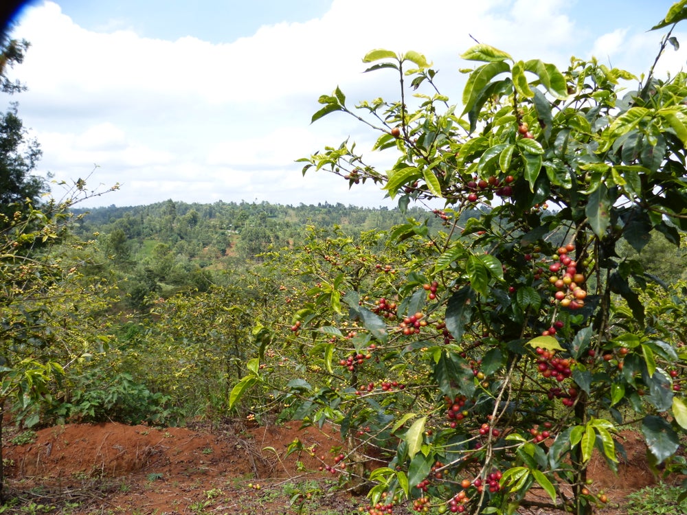 Murang’a Coffee Cooperative