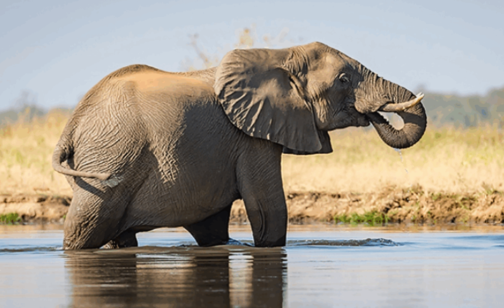 Driver Dies After Hitting An Elephant In Mackinnon, Kwale County
