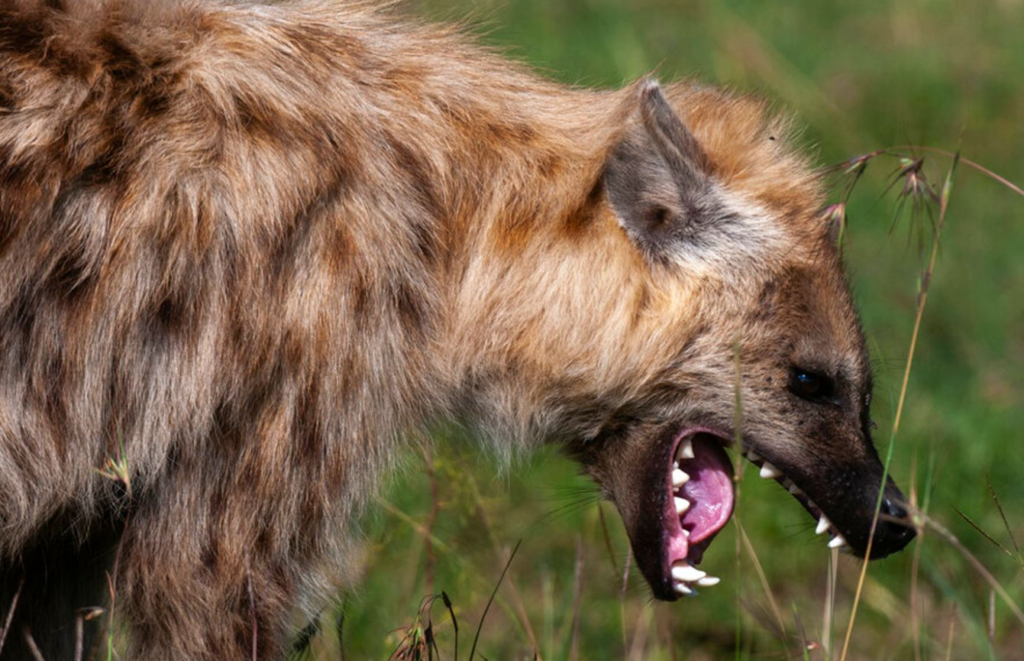 Hyenas Attack And Kill 45-Year-Old Man In Leheley, Wajir County