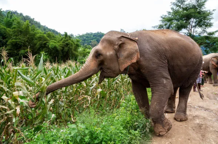 Man, 30 Trampled By Elephants In Galana Kulalu Ranch, Kilifi County