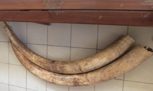 Two Convicted In Elephant Tusk Trafficking Case In Kilifi