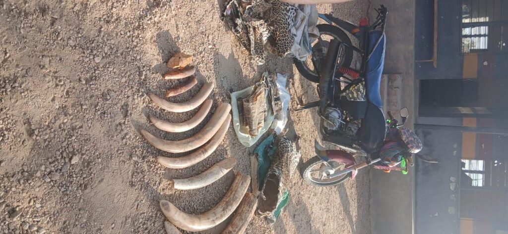 3 Suspects Arrested With Wildlife Trophies In Lokichar, Turkana County