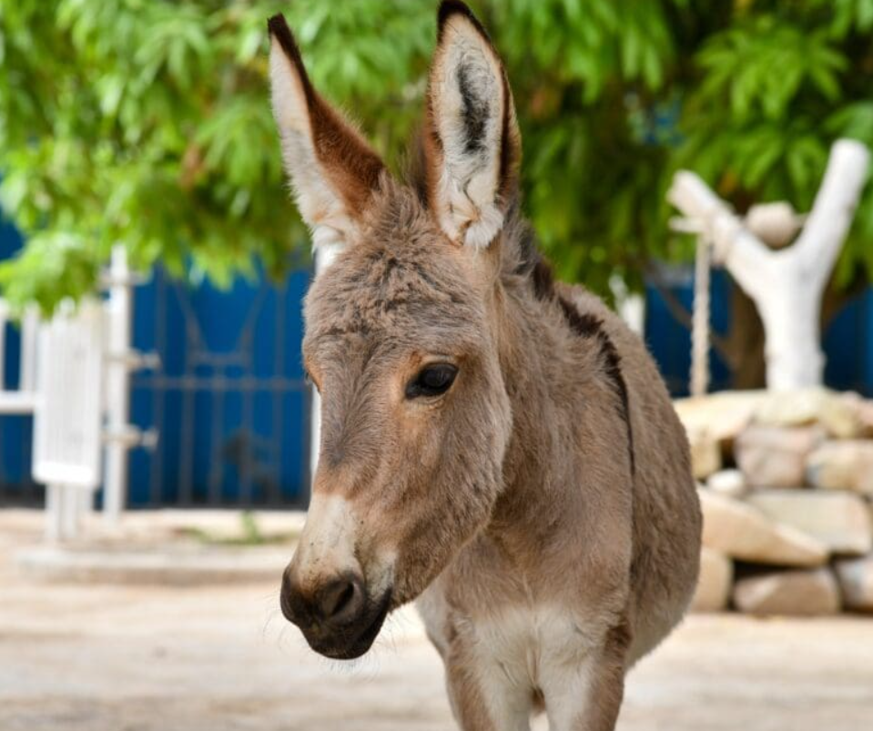 Probe As 30 Donkey Heads And 120 Legs Are Dumped In Thicket In Witethie, Kiambu County